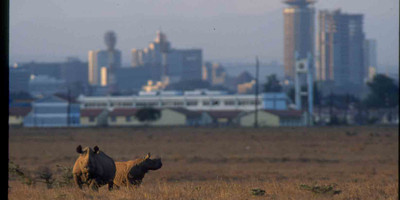 Nairobi national park game drive - Photo 3