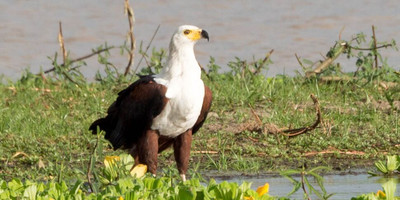 3Days 2Night Mikumi National Park and Udzungwa Mountain - Photo 1