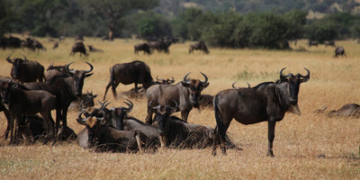 4 days wildlife safari tarangire, ngorongoro and serengeti - Photo 5