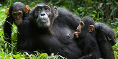 7 days safari to rwanda - Photo 4