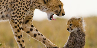 7 day serengeti wilderness lodge safari - Photo 2