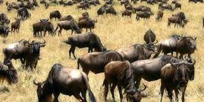 8 days kenya road safari wildlife tours l kenya lodge safaris - Photo 2