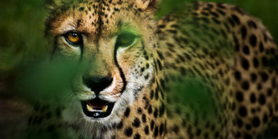 2 days amboseli safari - Photo 3