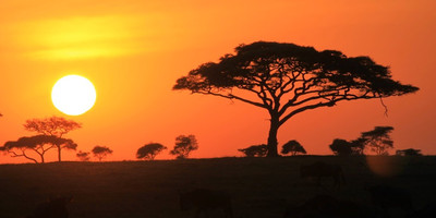 6 day tanzania wildlife safari and cultural tourism - Photo 2