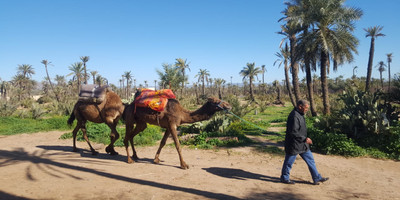 Dromadaires marrakech - Photo 3