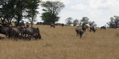 5 days tanzania private safari - Photo 17