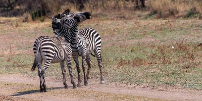 3 days breathtaking tour to lake mburo national park - Photo 10