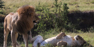 3 days 2 nights masai mara joining safari from nairobi - Photo 6