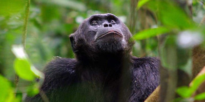 Breathtaking 10 days and 9 nights safari uganda - Photo 2