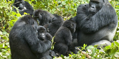 10 day primates and savannah experience. - Photo 1
