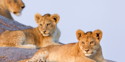 5 day tanzania camping safari - Photo 5