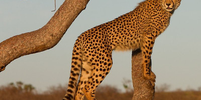5 day tanzania camping safari - Photo 2