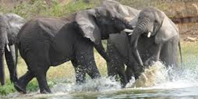 7 days safari to rwanda - Photo 3