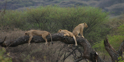 7 Day Safari to Northern Tanzania - Photo 7