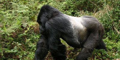 10 days uganda safari/ gorilla tracking. - Photo 6