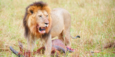 5 days tanzania budget group joining tours with burigi chato safaris - Photo 3