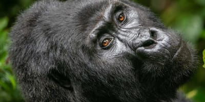 3 days gorilla trekking in rwanda - Photo 8