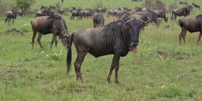 Wildebeest migration - Photo 2