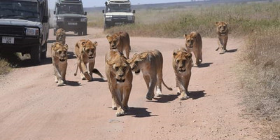 3 days tarangire, ngorongoro crater & lake manyara parks group tour - Photo 5