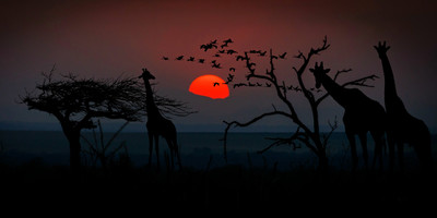 4- days lake manyara,serengeti & ngorongoro tanzania safari - Photo 1