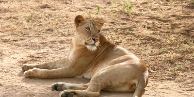 3 days murchison falls safari tour in uganda - Photo 1