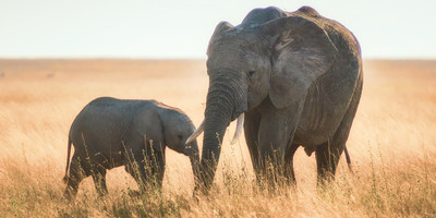  "wild wonders: 3-day masai mara adventure safari" - Photo 9