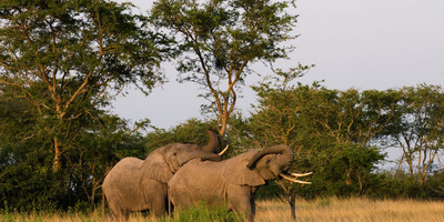 The ultimate, africa adventure: savannah wildlife, chimpanzee tracking, and gorilla safari - Photo 5