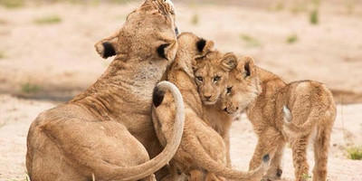 Kenya’s top safari adventure: 8 days of game drives & breathtaking views - Photo 3