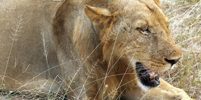 3 days / 2 night selous game reserve - Photo 1