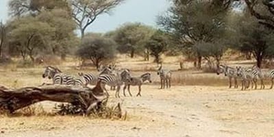 2 days safari ( lake manyara or tarangire& ngorongoro crater - Photo 1