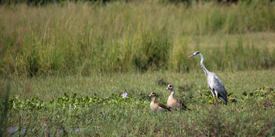 14 days best of uganda safari - Photo 5