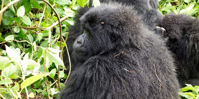 Six days lion and gorilla trekking safari in uganda - Photo 4