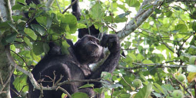 5 days uganda gorillas and chimps trekking safari - Photo 5