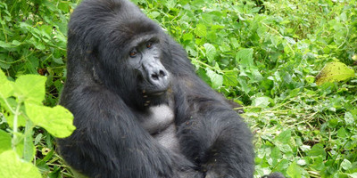 Wildlife and primates safari in uganda – 9 days. - Photo 9