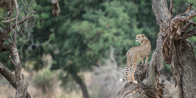 6 day tanzania adventure tented camps safari - Photo 7
