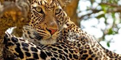 3 day flying package to samburu national reserve - Photo 2