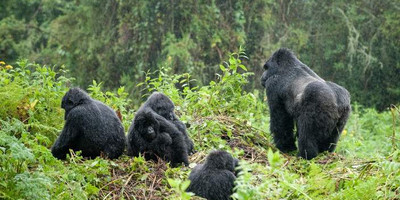 3 days gorilla trekking in bwindi national park - Photo 12