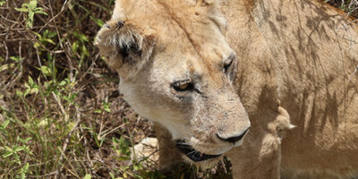 4 days tanzania adventure safari - Photo 4