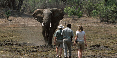 12 nights – Zambia and Zimbabwe Safari (luxury) - Photo 5