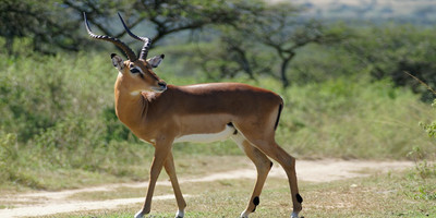 4 days serengeti migration safari may -early july - Photo 5