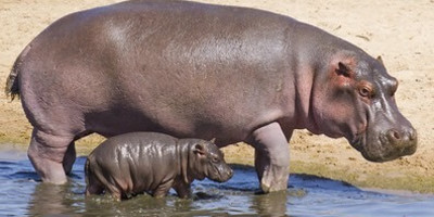 5-day safari in kenya: amboseli, lake nakuru & masai mara experience - Photo 9