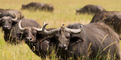3 days maasai mara game reserve - Photo 2