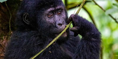 3-day gorilla and chimpanzee trekking at kalinzu - Photo 4