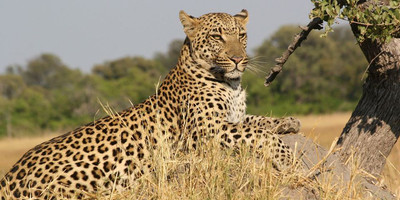  "wild wonders: 3-day masai mara adventure safari" - Photo 1