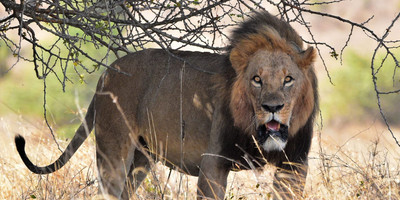 3 days 2 nights masai mara joining safari from nairobi - Photo 1