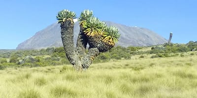 Kilimanjaro trekking - Photo 3