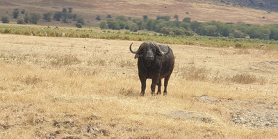  days tanzania camping (budget)safari tarangire ngorongoro - Photo 8