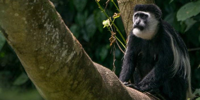 3 day chimpanzee trails & bigodi tales kibale np - Photo 1