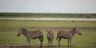 3 days safari tarangire, ngorongoro crater and lake manyara - Photo 5