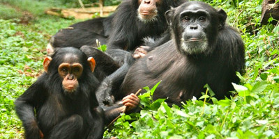 04 day primates to predators: kibale & queen elizabeth safari - Photo 1
